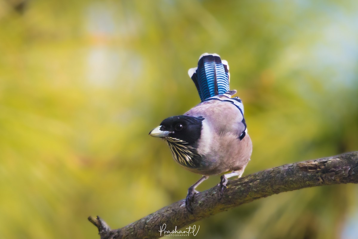 Black-headed Jay - ML627810881