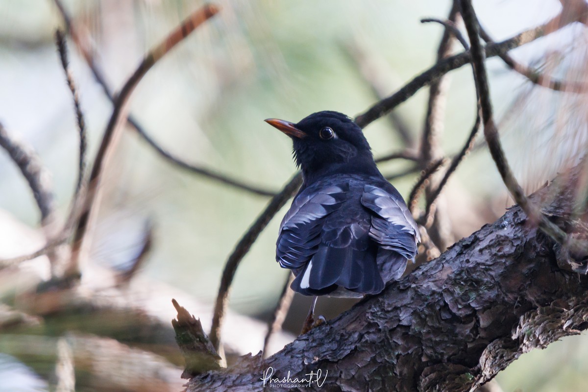 Gray-winged Blackbird - ML627810909