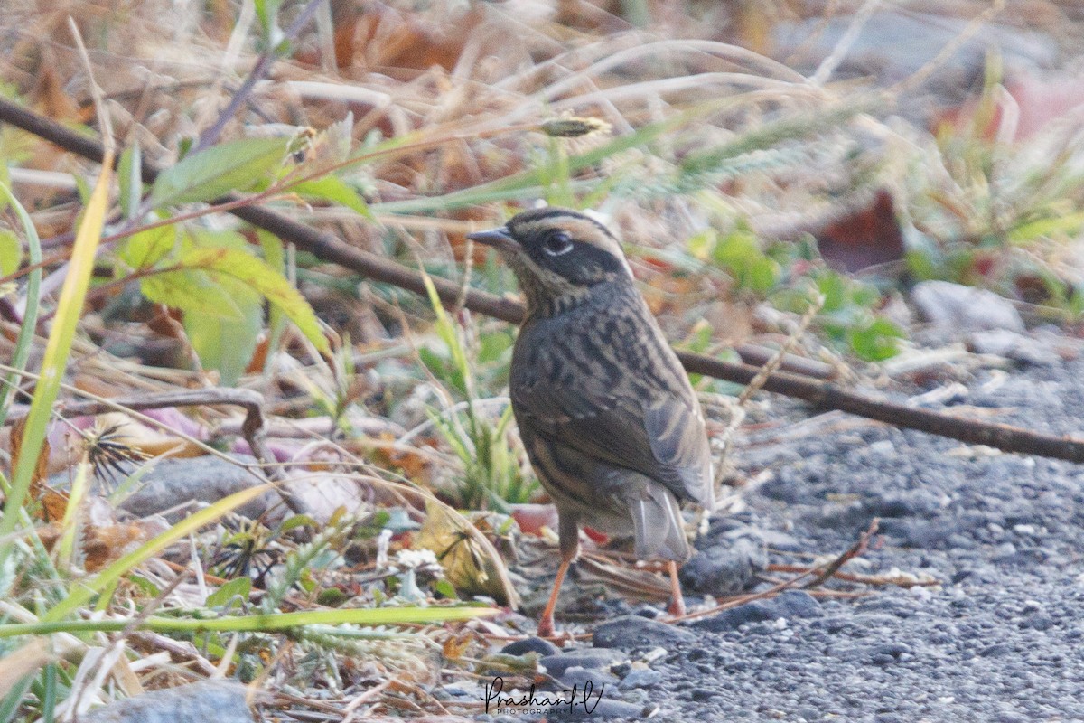 White-capped Bunting - ML627810912