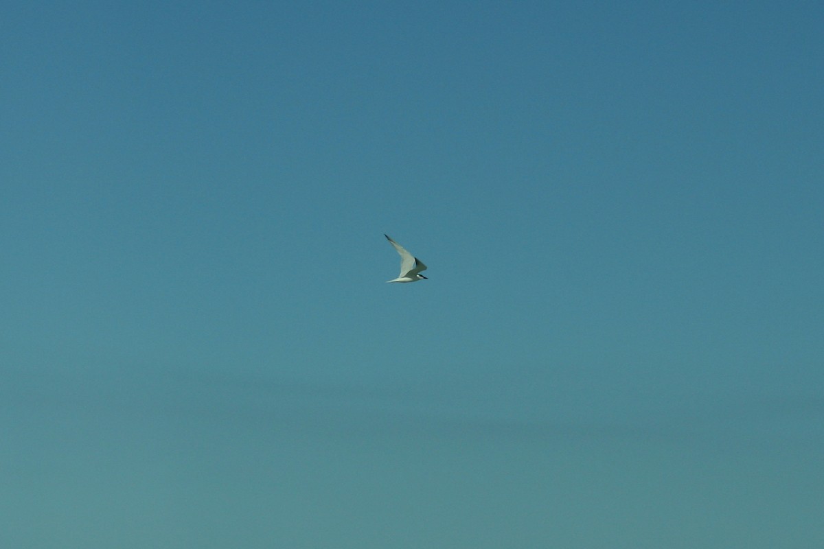 Australian Tern - ML627810914