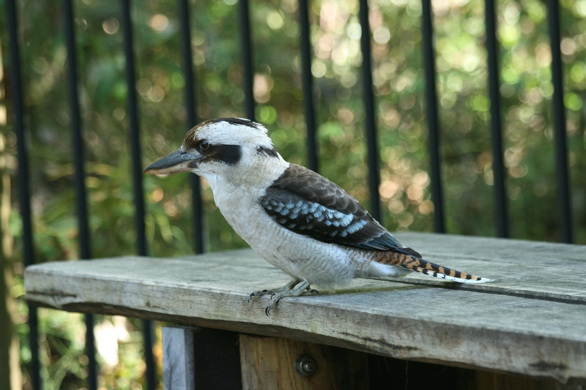 Laughing Kookaburra - ML627810934
