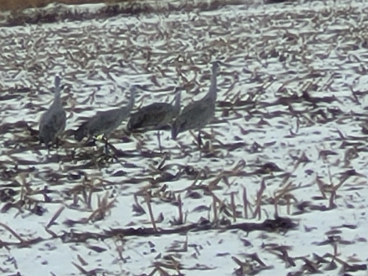 Sandhill Crane - ML627810957