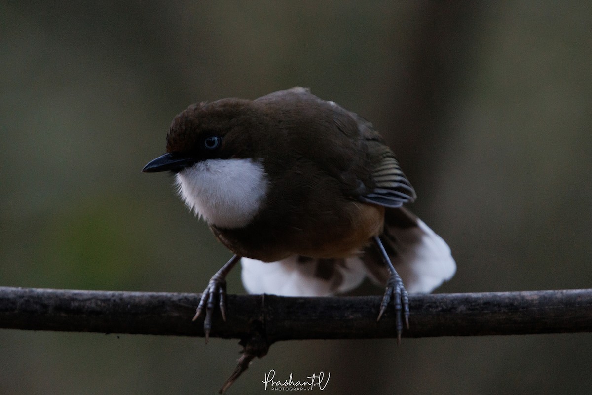 White-throated Laughingthrush - ML627810975