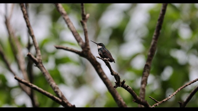 White-throated Hummingbird - ML627810995