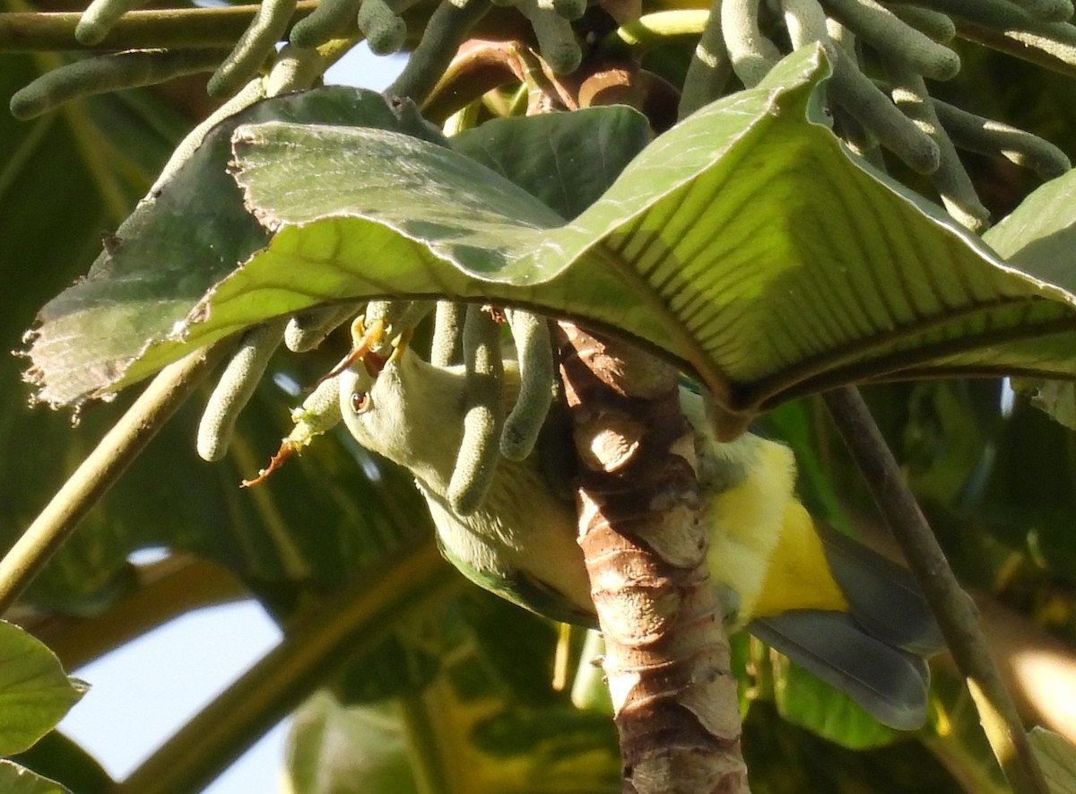 Gray-green Fruit-Dove - ML627811004