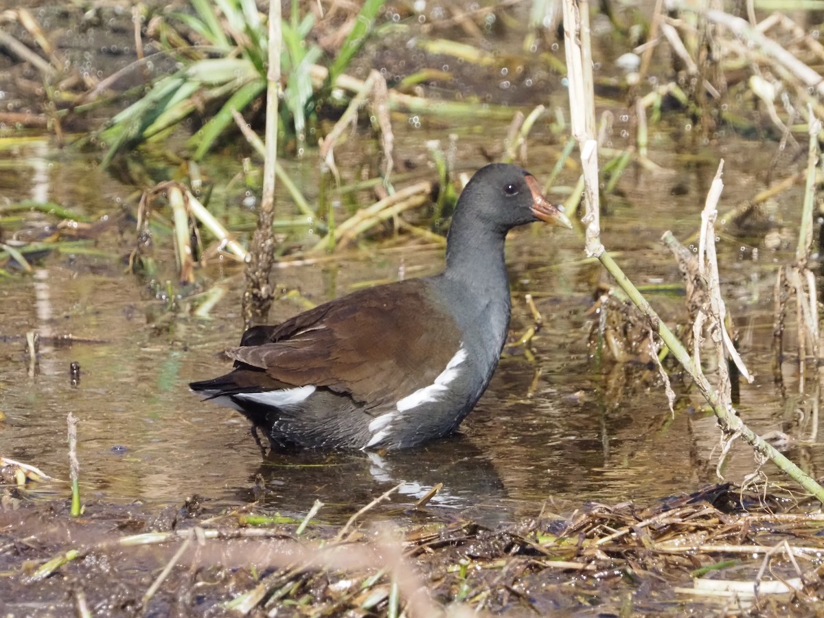 Gallineta Americana - ML627811016