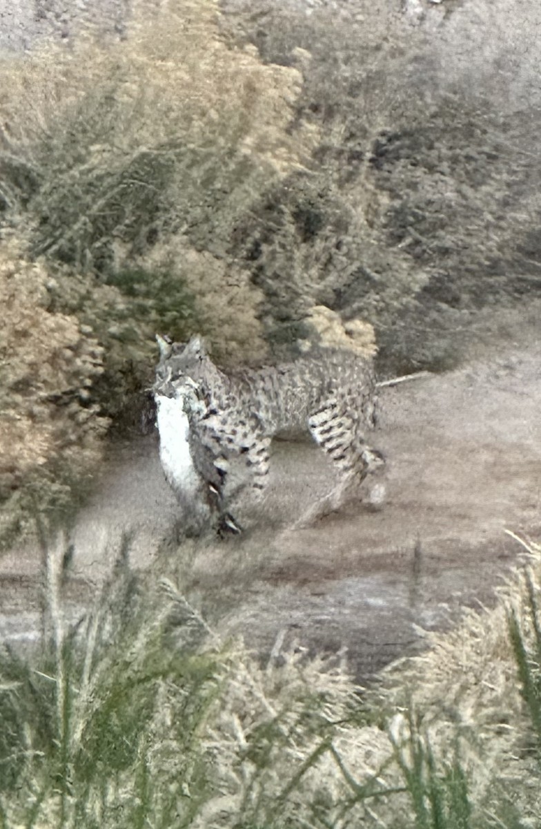 Northern Pintail - ML627811074