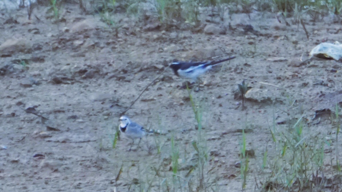 White-browed Wagtail - ML627811089