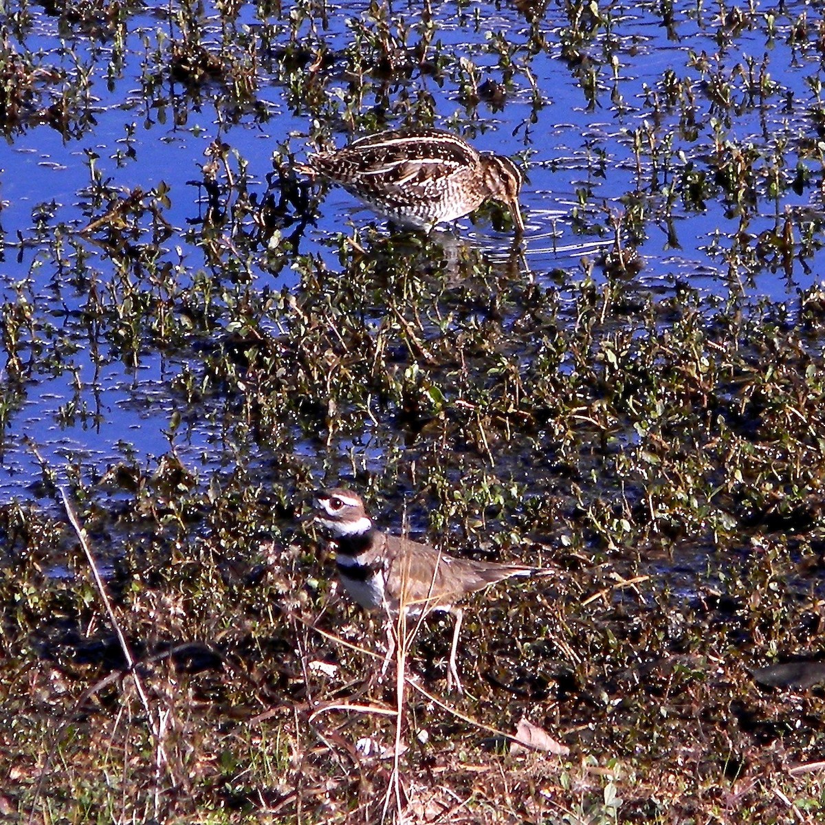 bekasina severoamerická - ML627811090