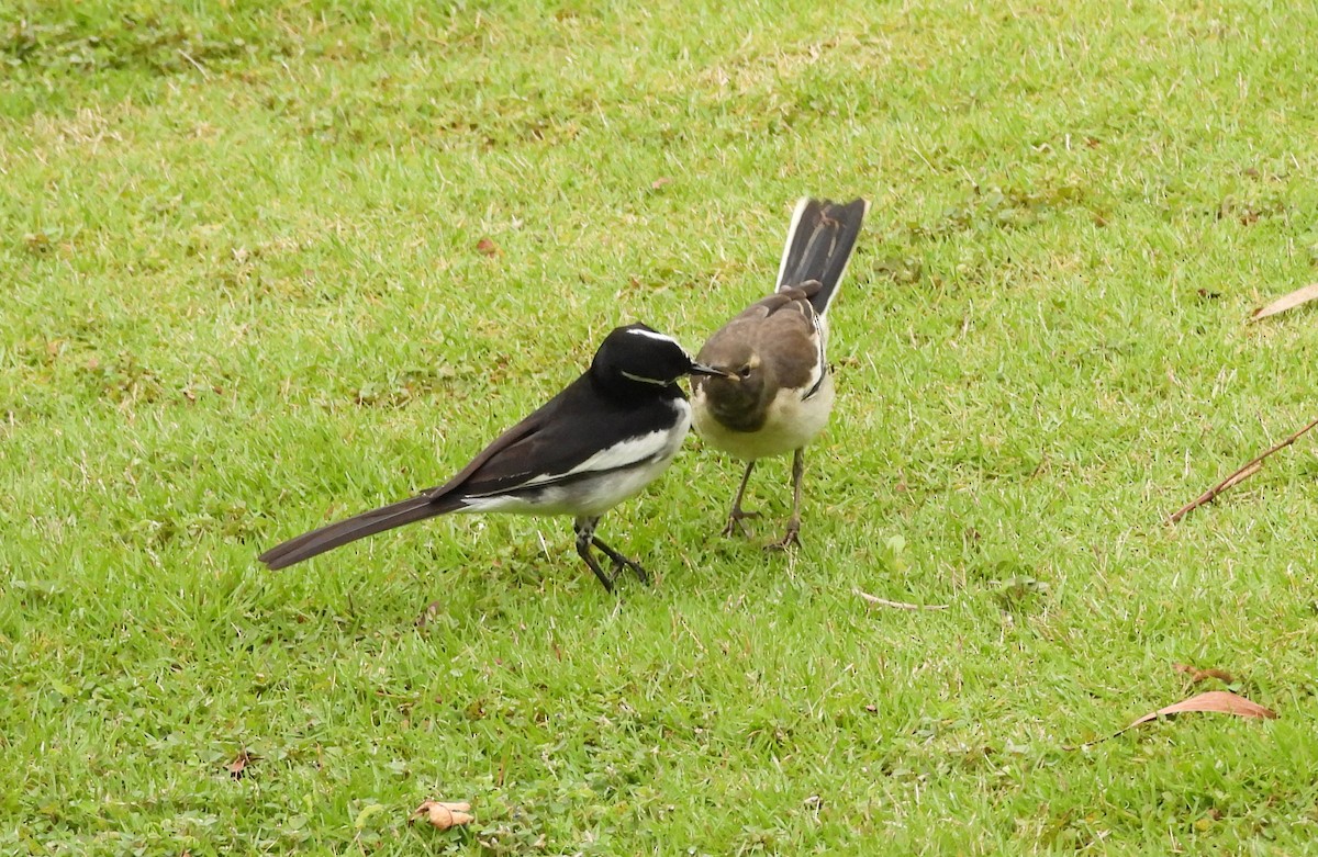 White-browed Wagtail - ML627811116