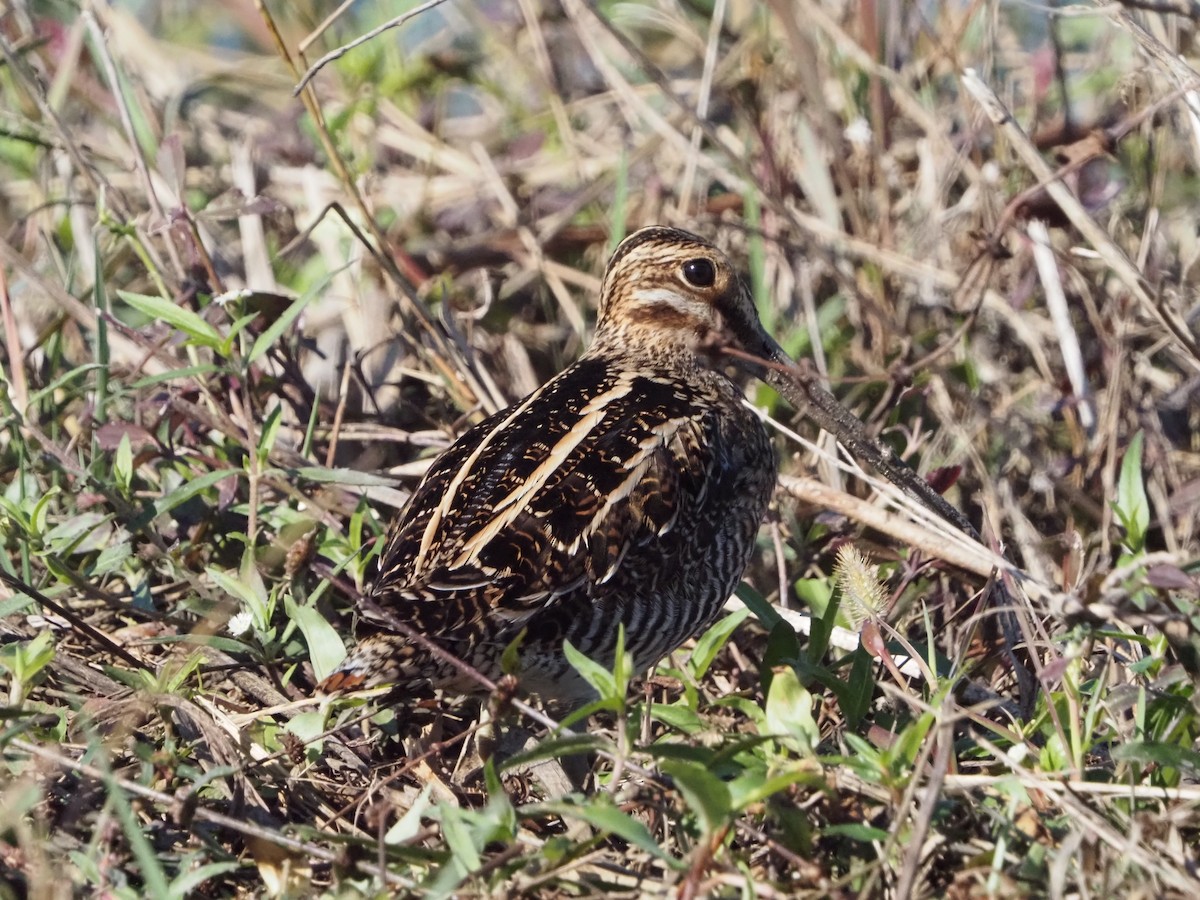 bekasina severoamerická - ML627811121