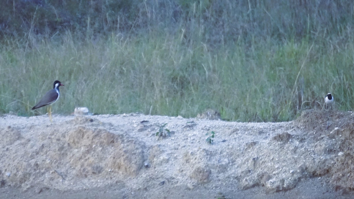 White-browed Wagtail - ML627811152