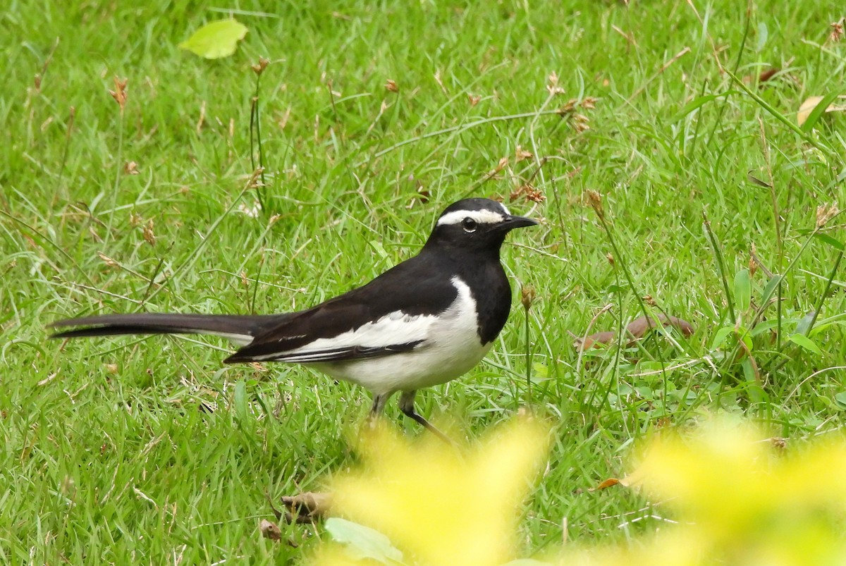 White-browed Wagtail - ML627811155