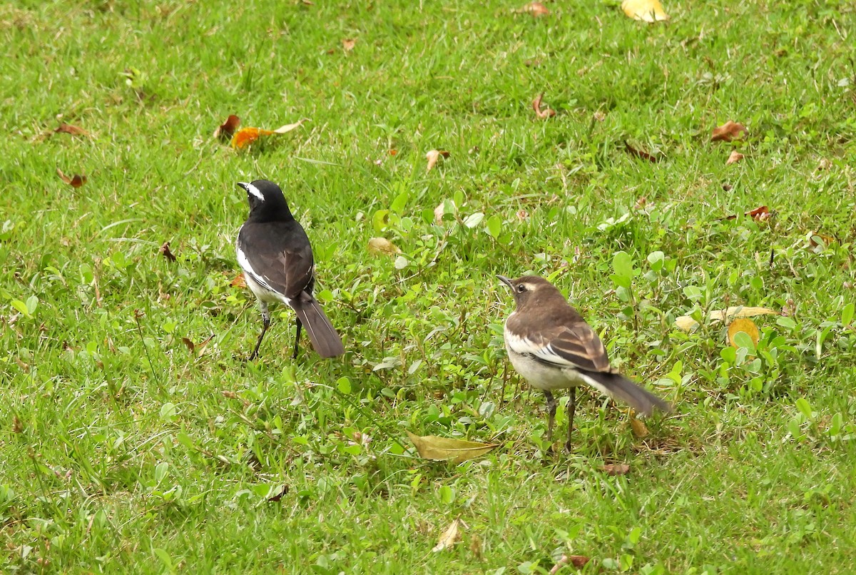 White-browed Wagtail - ML627811156