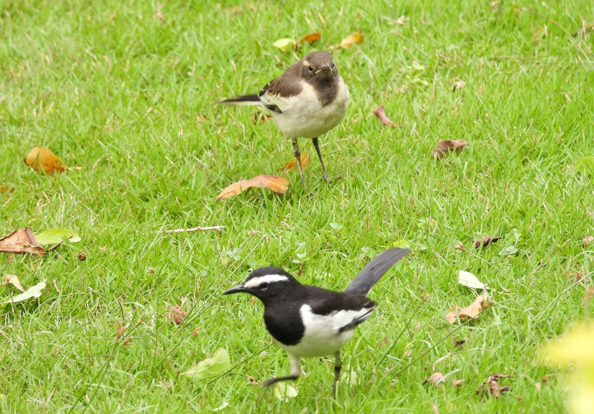 White-browed Wagtail - ML627811157