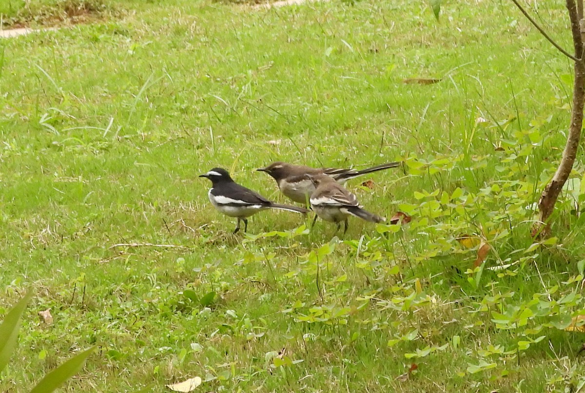 White-browed Wagtail - ML627811174