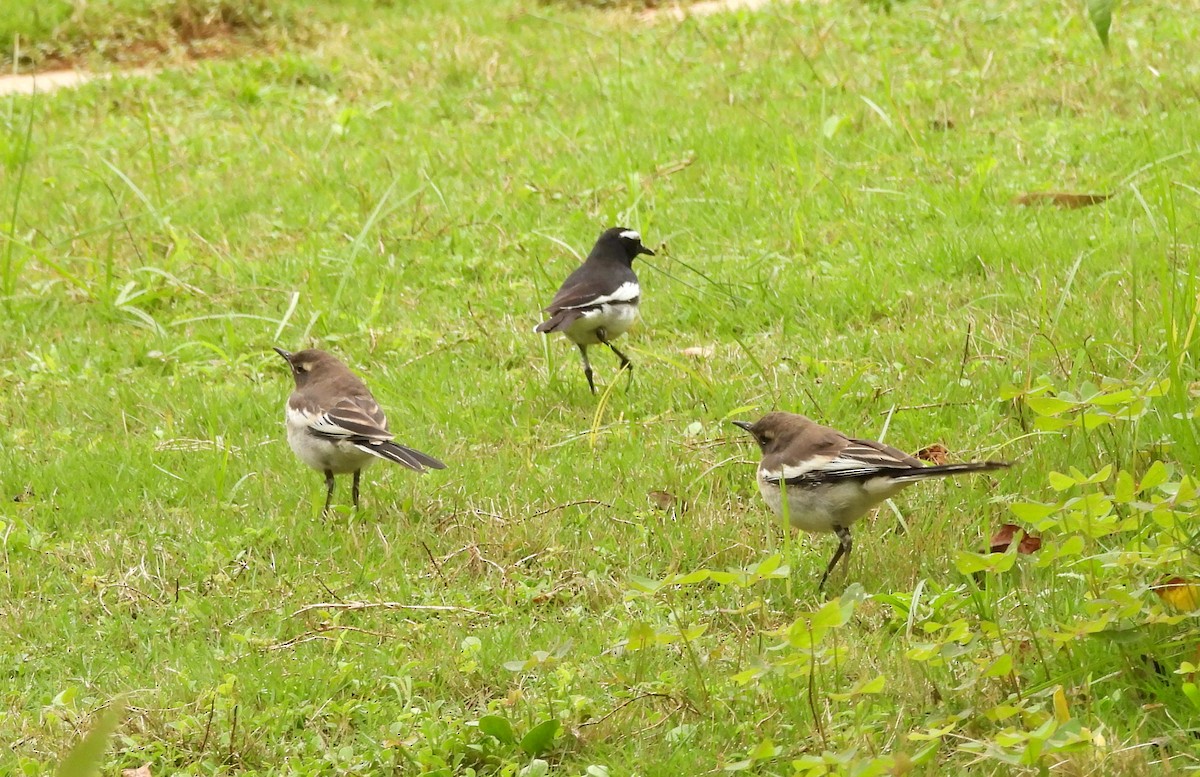 White-browed Wagtail - ML627811175