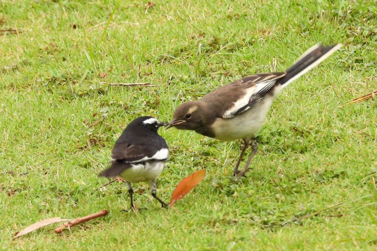 White-browed Wagtail - ML627811176