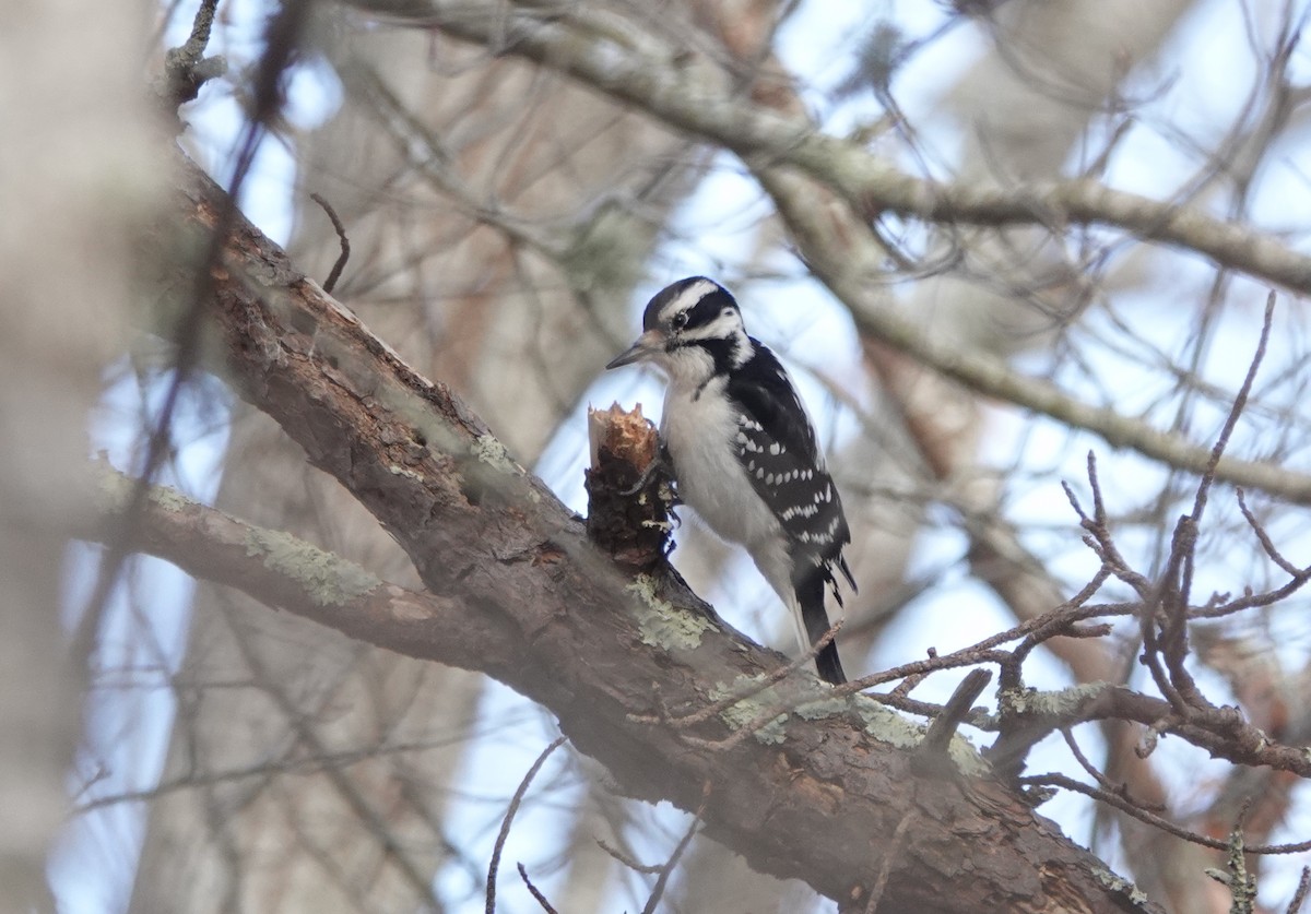 Hairy Woodpecker - ML627811195