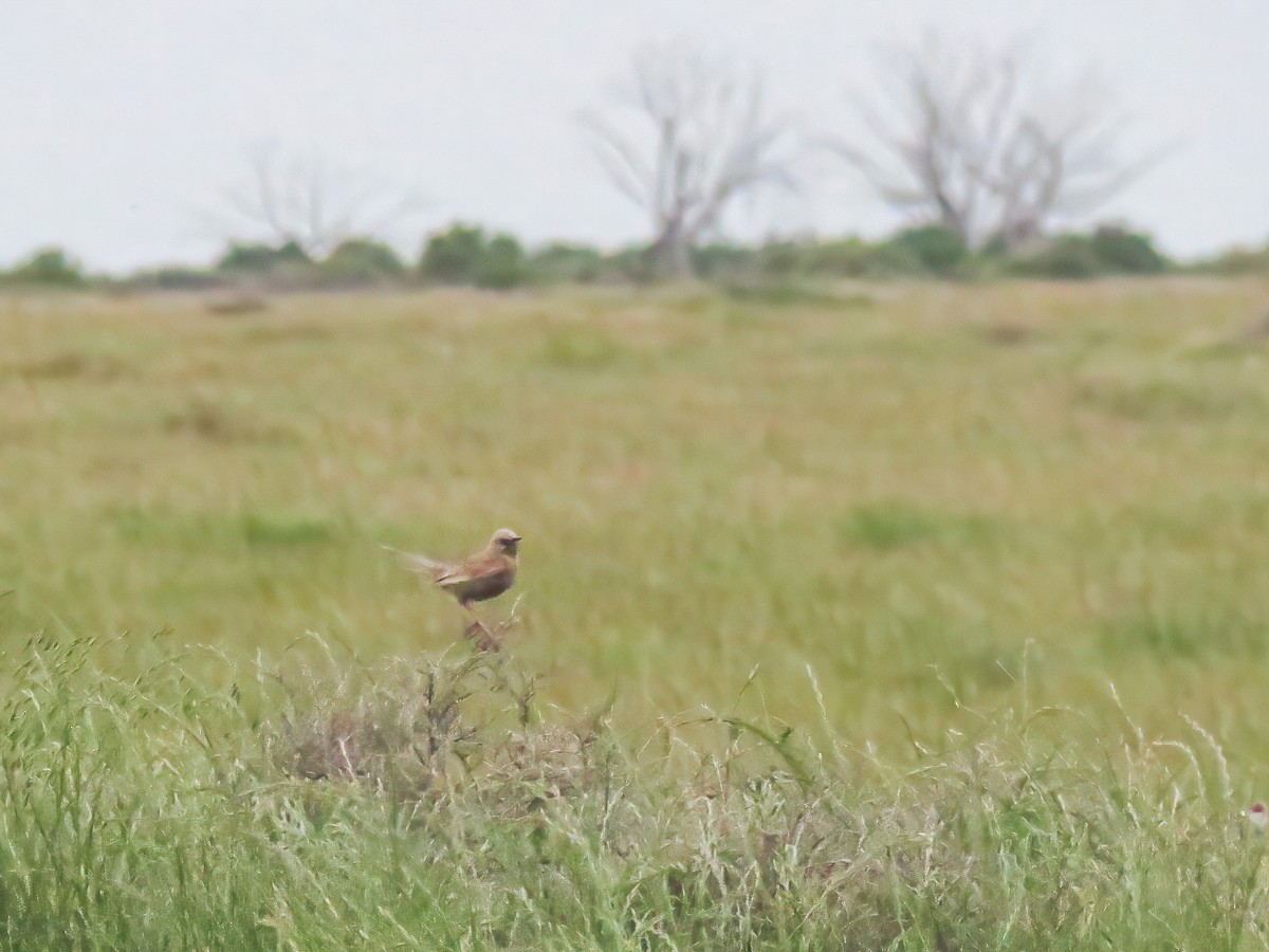 Brown Songlark - ML627811224