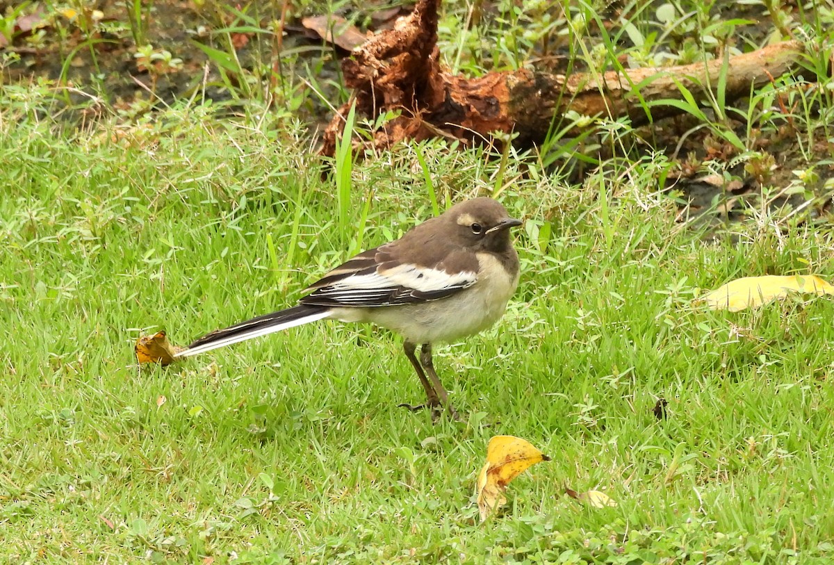 White-browed Wagtail - ML627811231