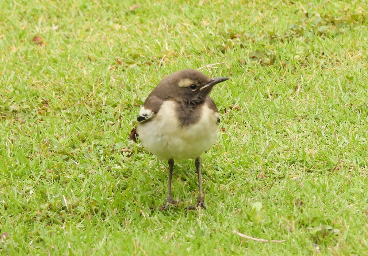 White-browed Wagtail - ML627811232