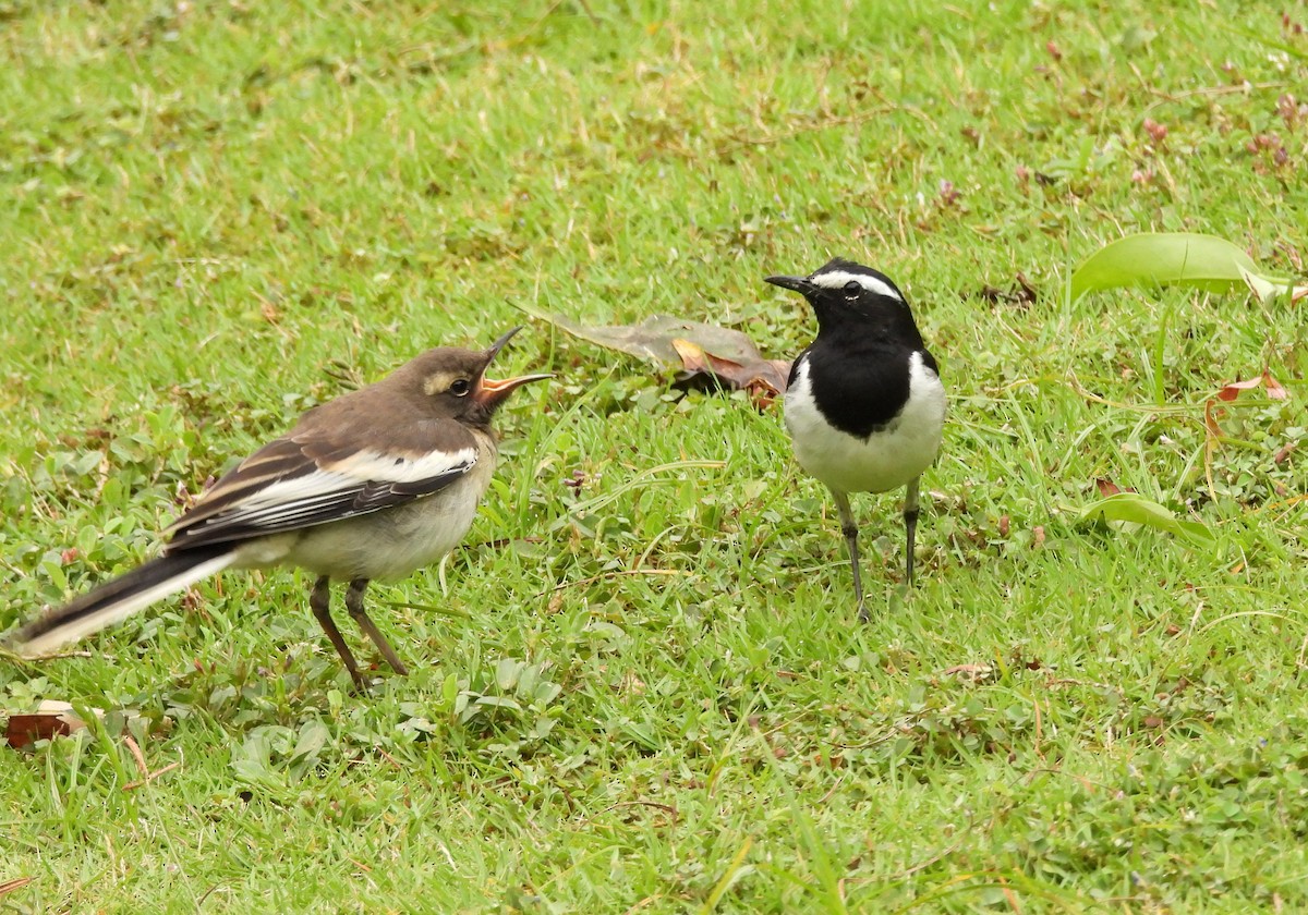 White-browed Wagtail - ML627811233