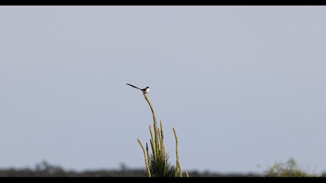 ズグロエンビタイランチョウ - ML627811252