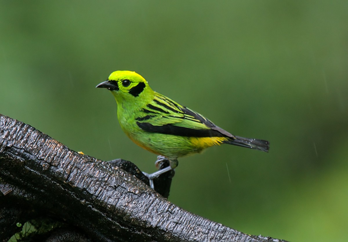 Emerald Tanager - ML627811264