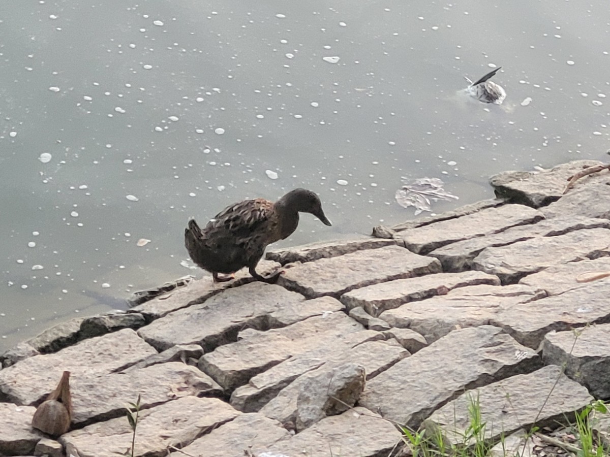 マガモ（アヒル、家畜） - ML627811279