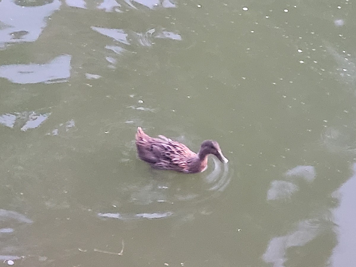 マガモ（アヒル、家畜） - ML627811280