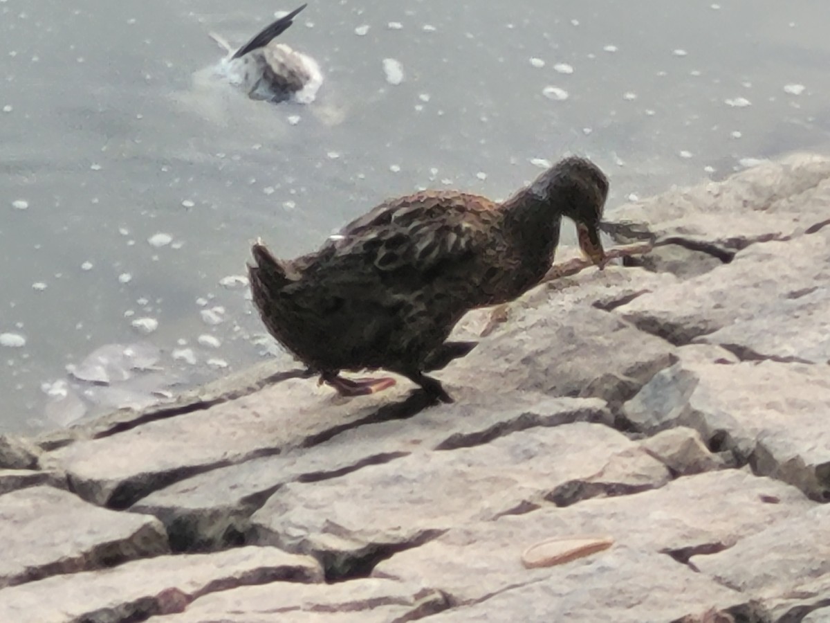 マガモ（アヒル、家畜） - ML627811281