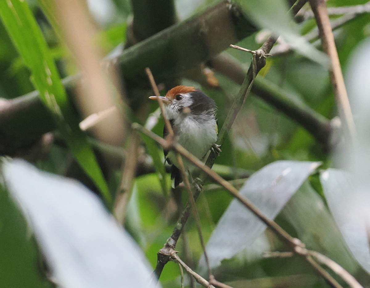 White-cheeked Tody-Flycatcher - ML627811289