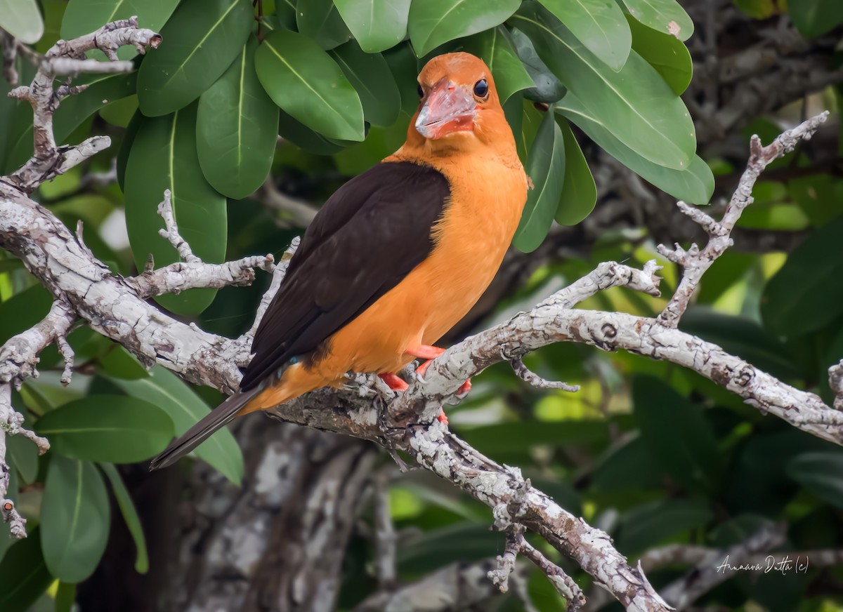 Brown-winged Kingfisher - ML627811290