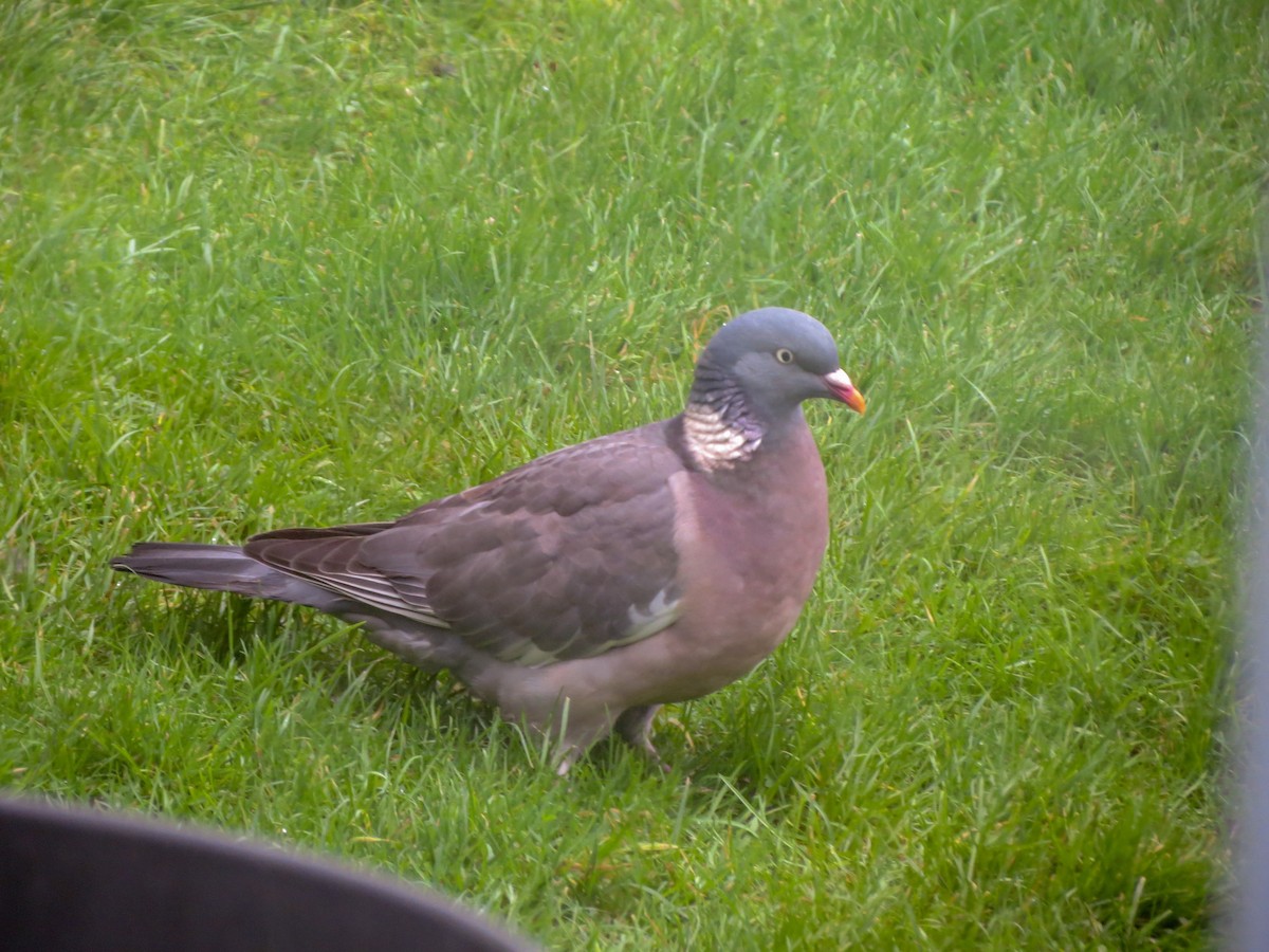 Common Wood-Pigeon - ML627811293