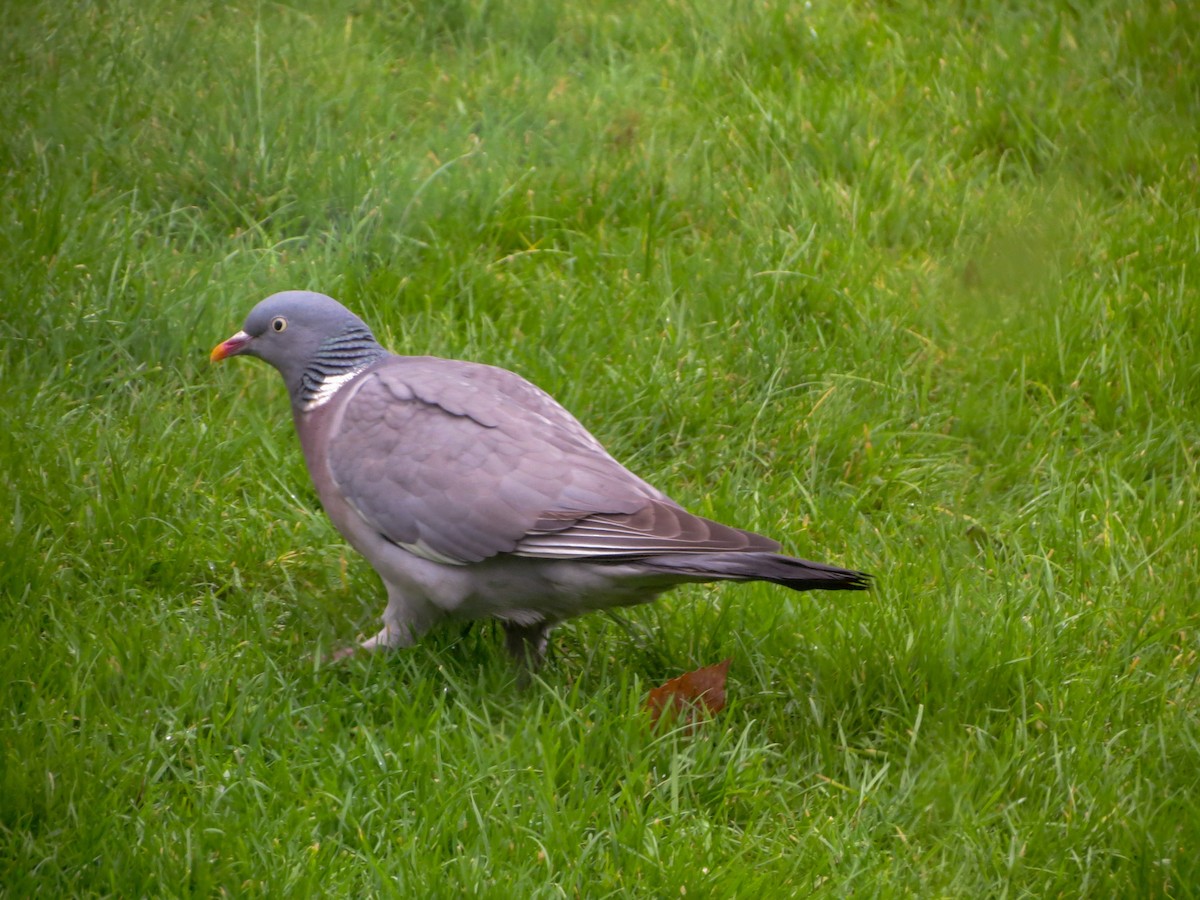 Common Wood-Pigeon - ML627811294