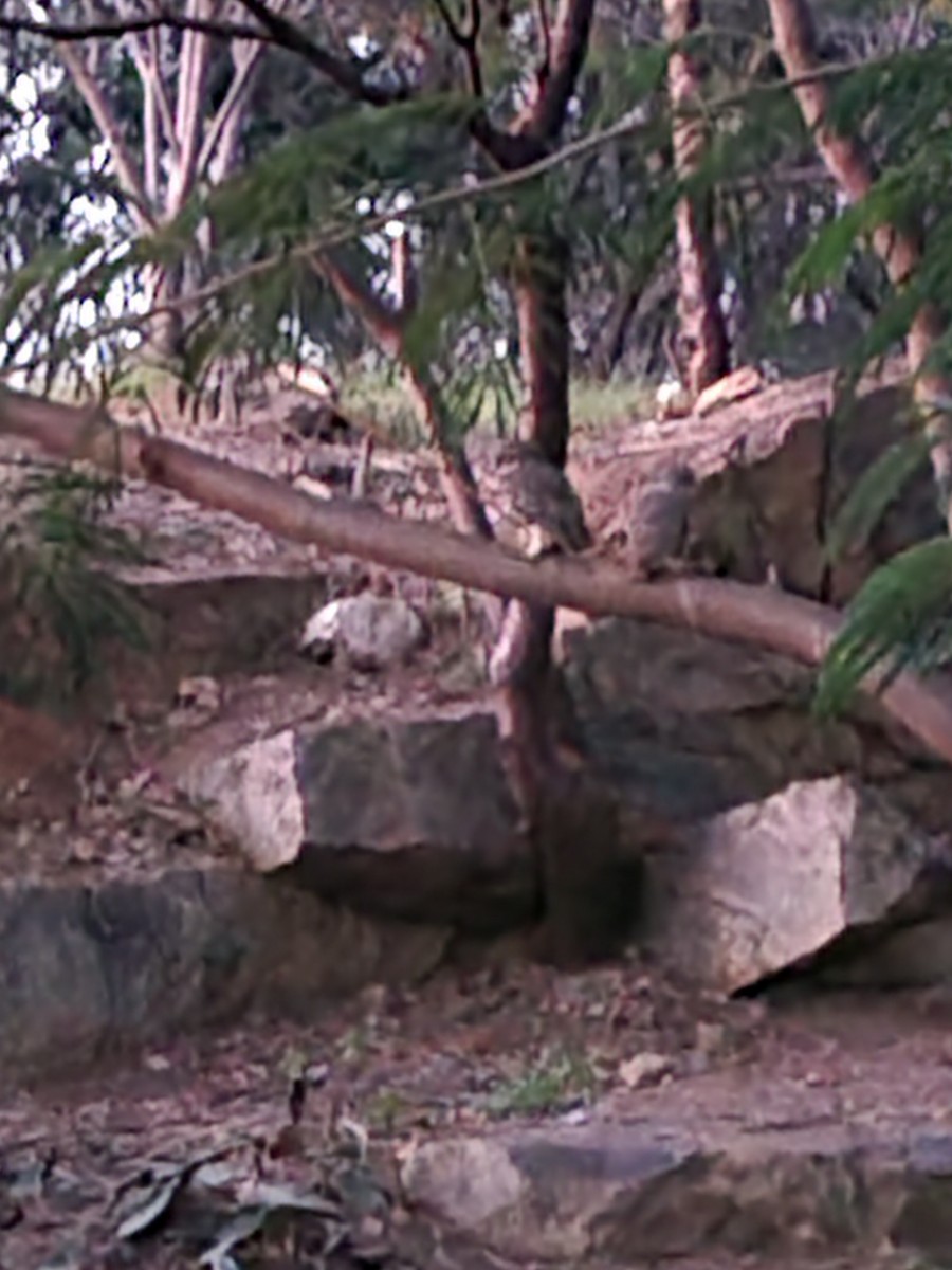 インドコキンメフクロウ - ML627811295