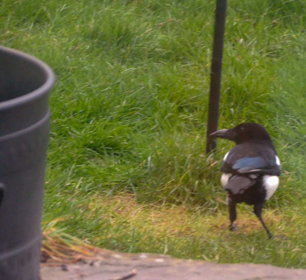 Eurasian Magpie - ML627811297