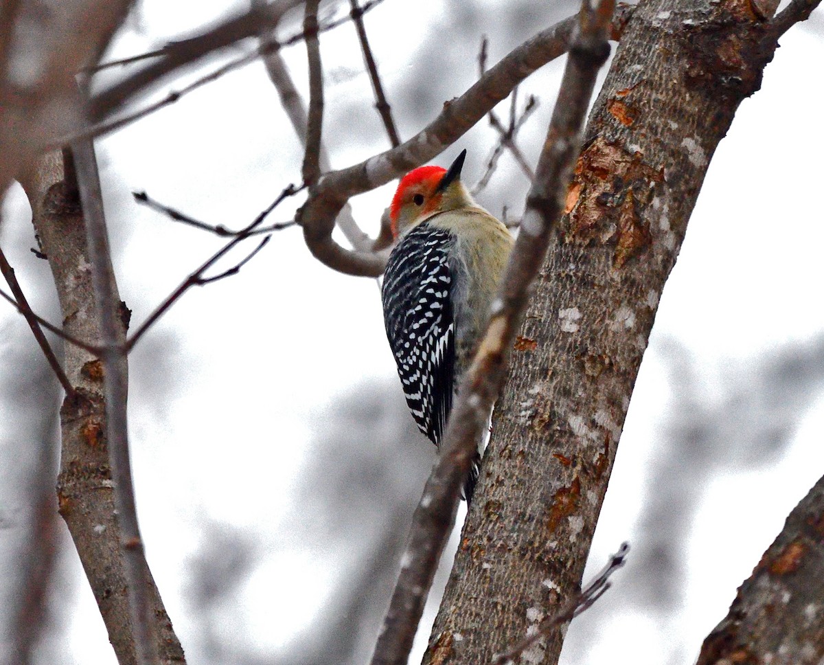 Red-bellied Woodpecker - ML627811300