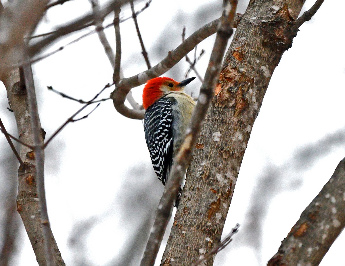 Red-bellied Woodpecker - ML627811301