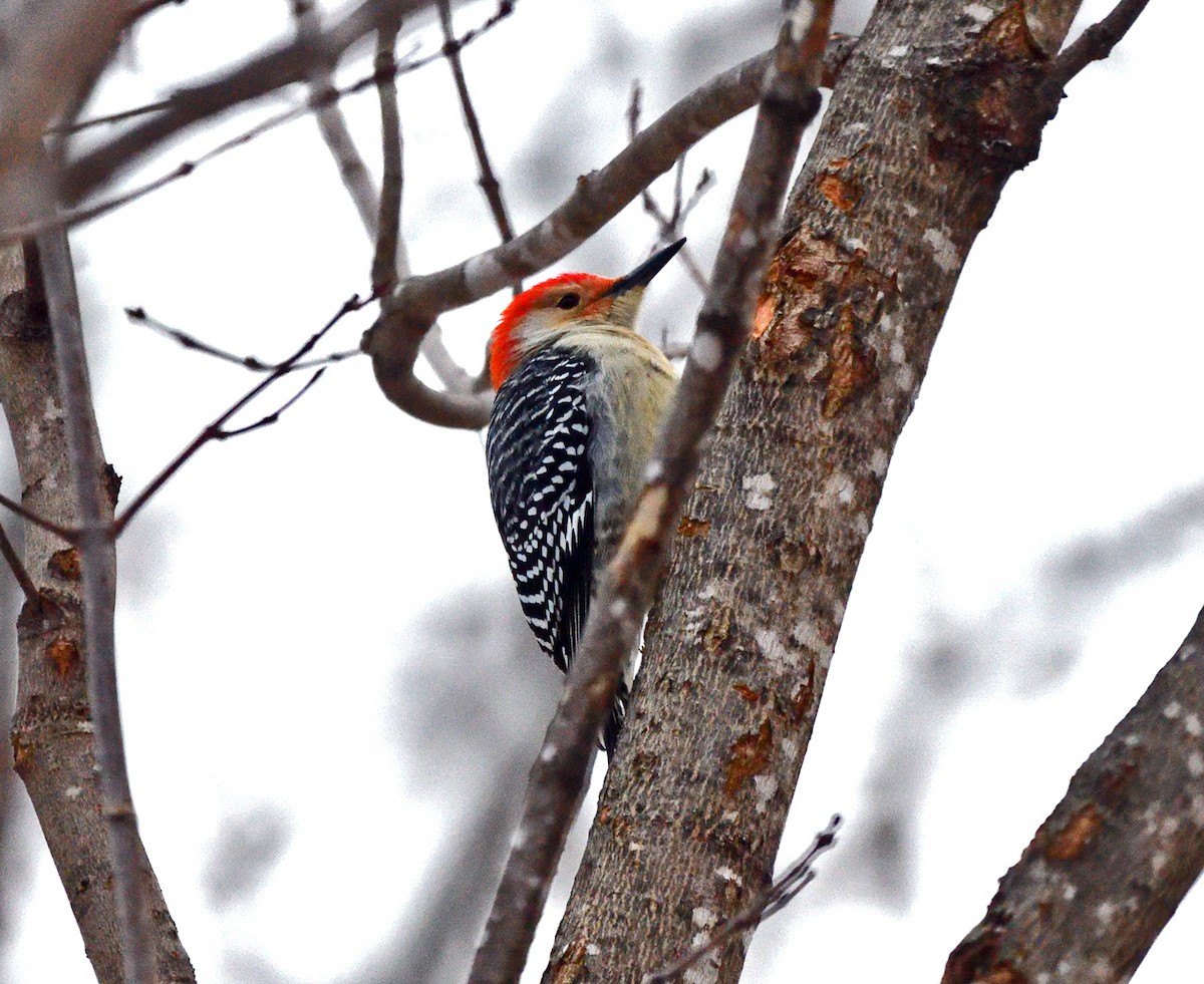 Red-bellied Woodpecker - ML627811302