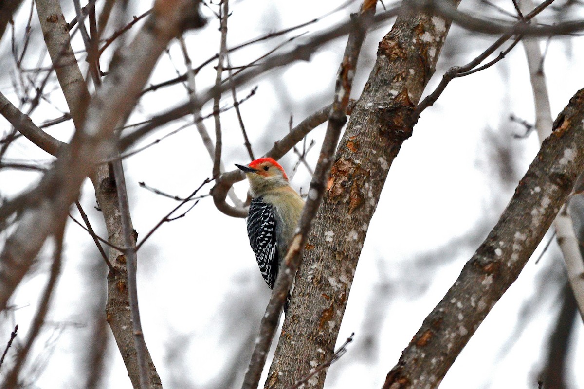 Red-bellied Woodpecker - ML627811303