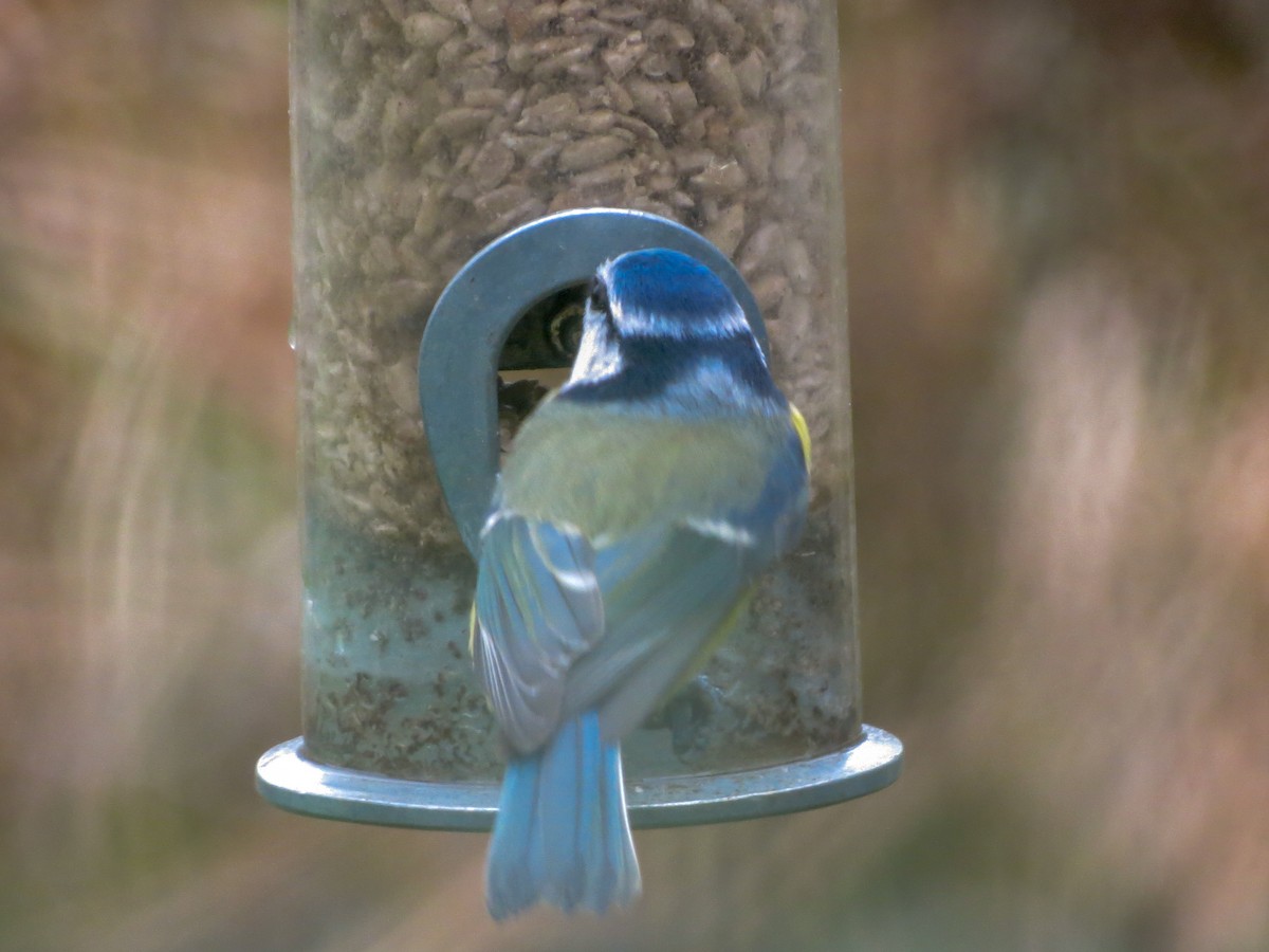 Eurasian Blue Tit - ML627811318