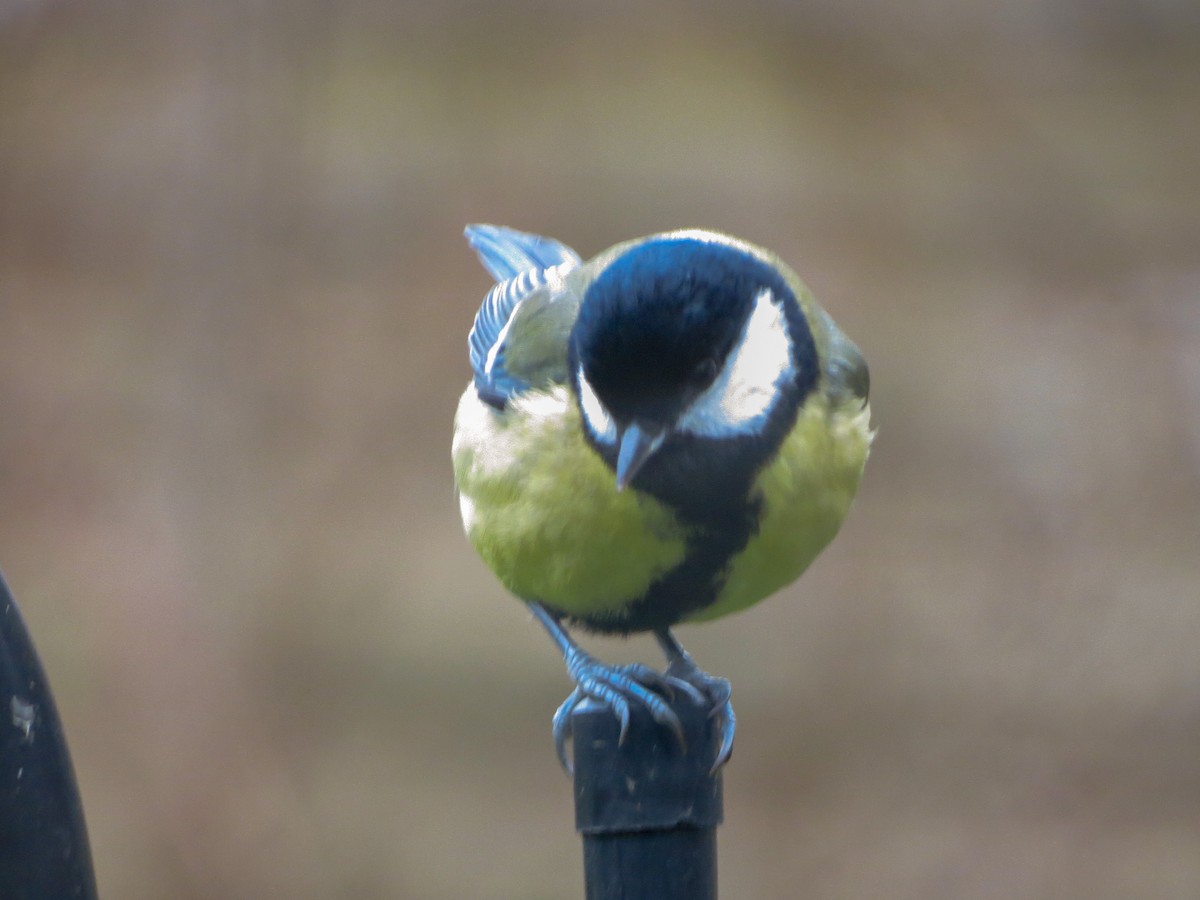 Great Tit - ML627811326