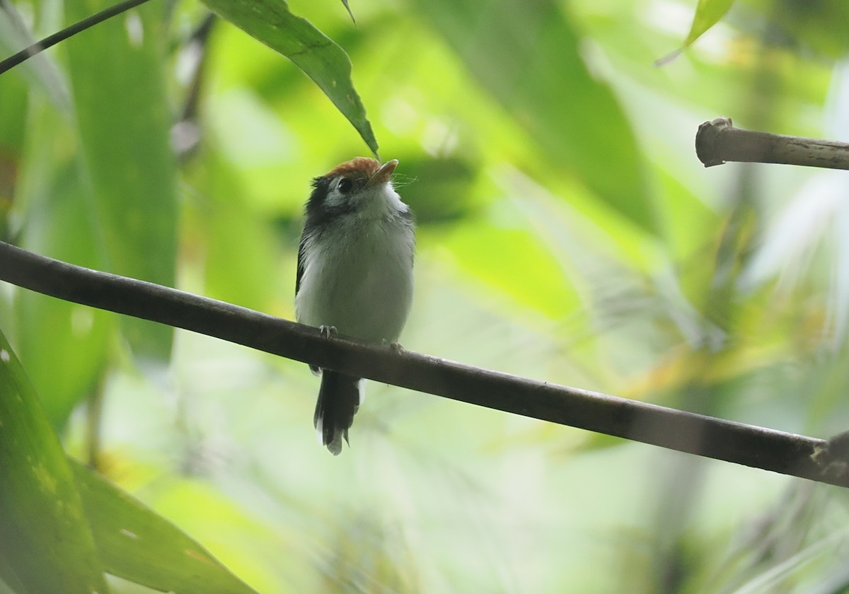 White-cheeked Tody-Flycatcher - ML627811329