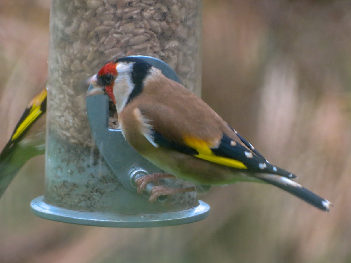 European Goldfinch - ML627811343