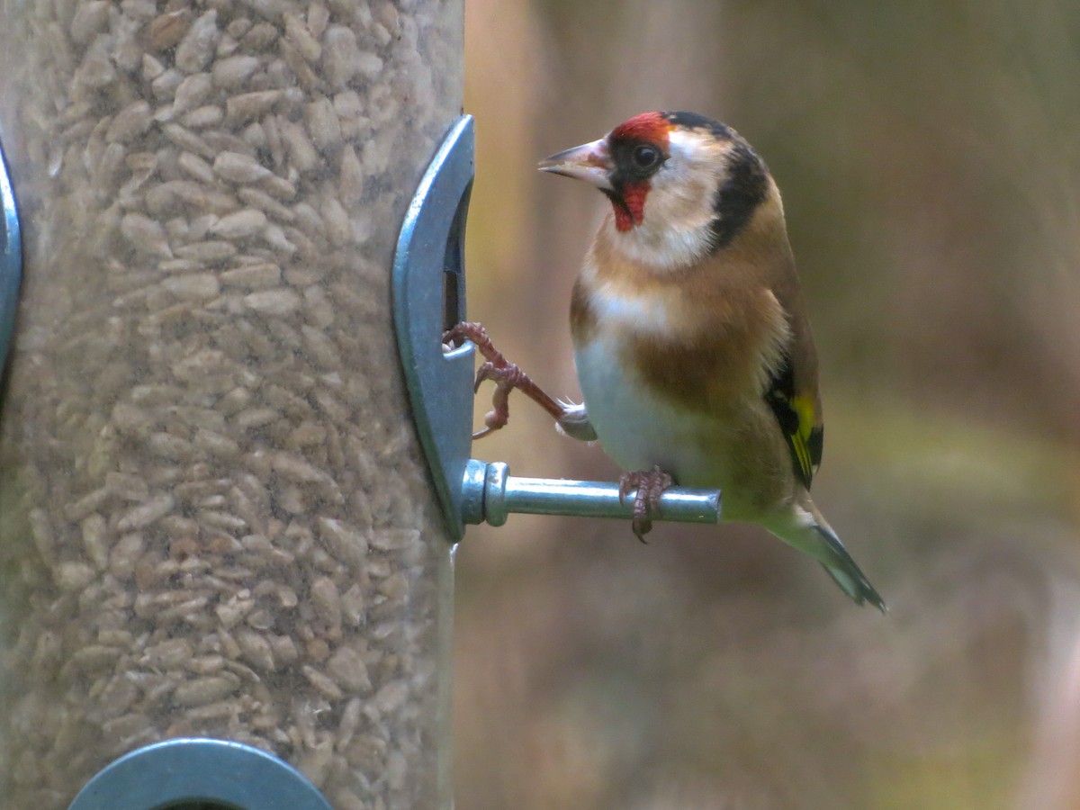 European Goldfinch - ML627811344