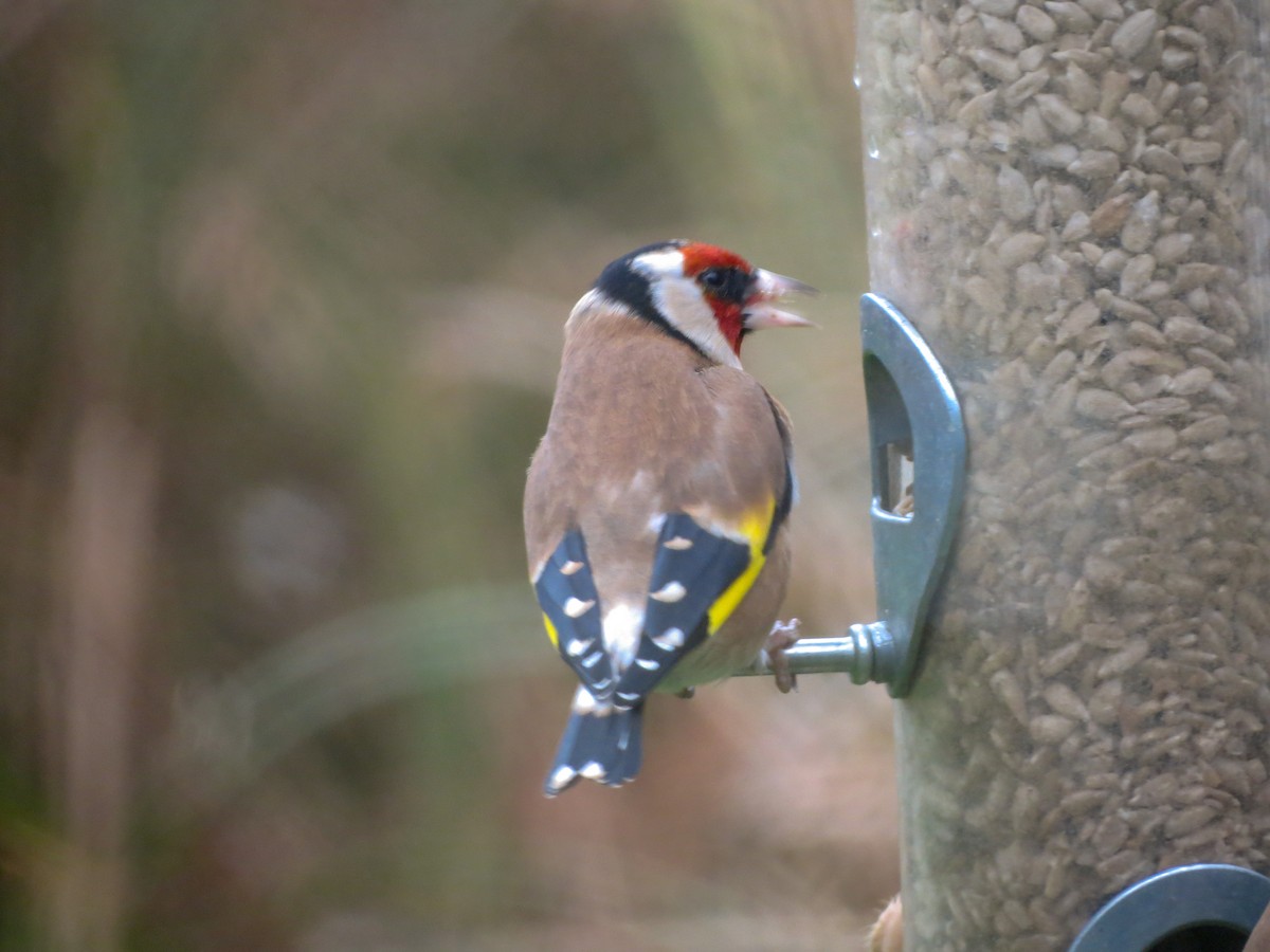 European Goldfinch - ML627811345