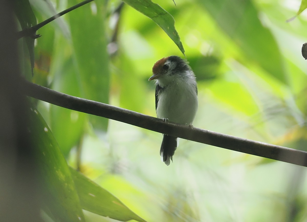 White-cheeked Tody-Flycatcher - ML627811352