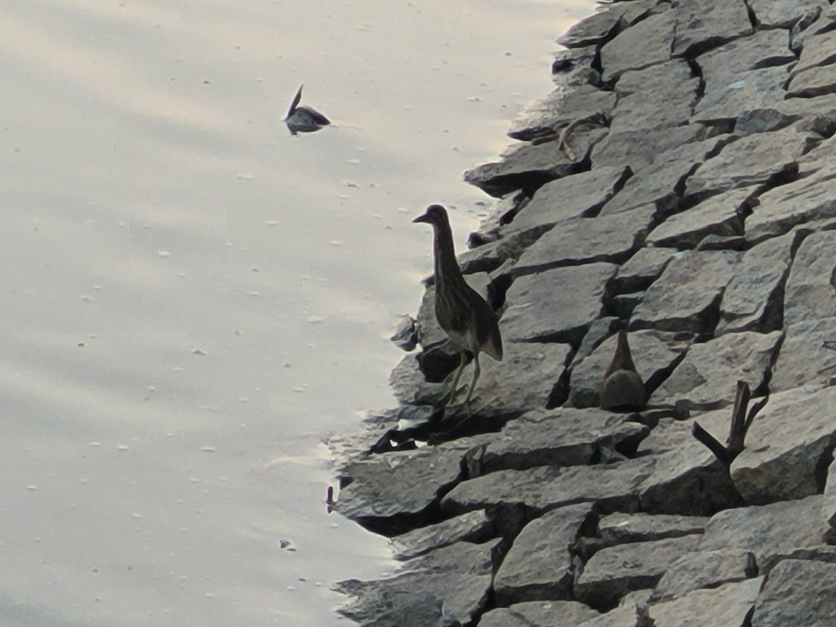 Indian Pond-Heron - ML627811456